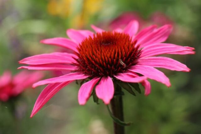 How to Grow Coneflowers from seed