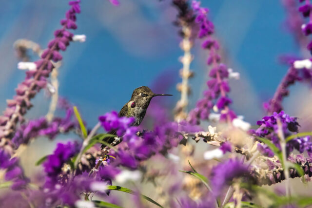 Attract Hummingbirds: 10 Irresistible Flowers for Your Garden