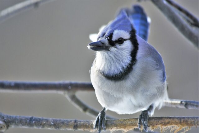 Blue Jays Love It! Discover the Feeding Trick That Keeps Other Birds Happy!