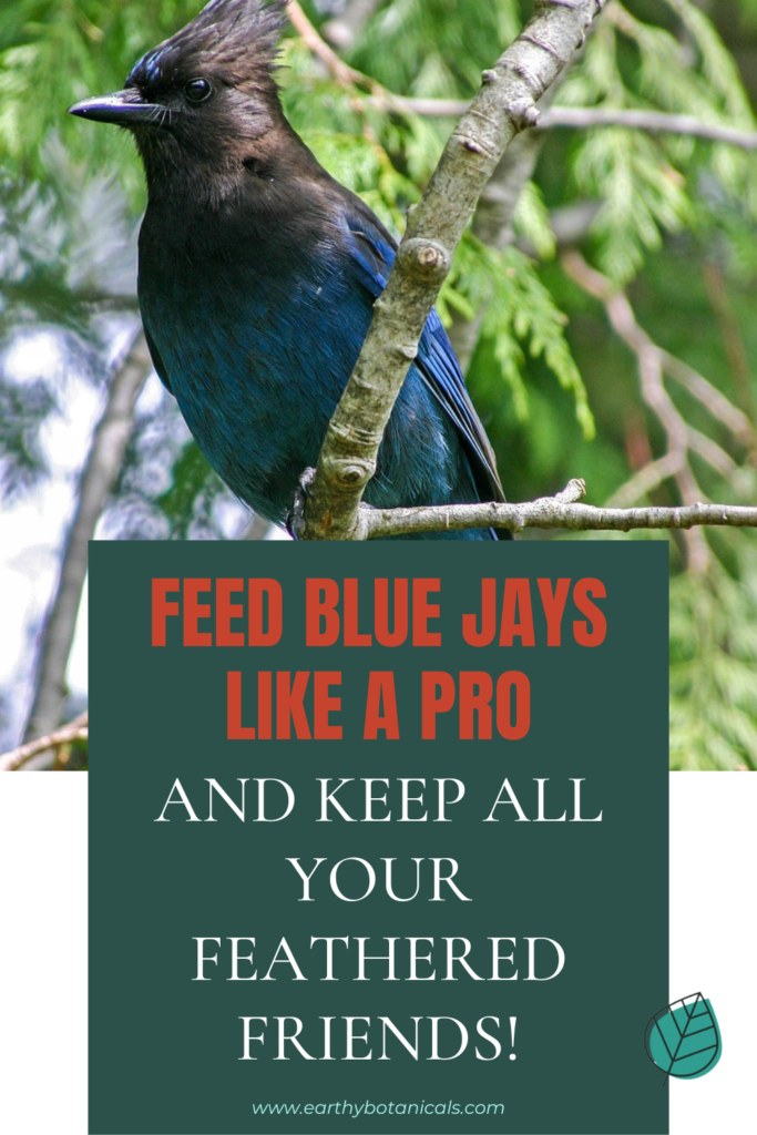 Feed Blue Jays Like a Pro – And Keep All Your Feathered Friends!