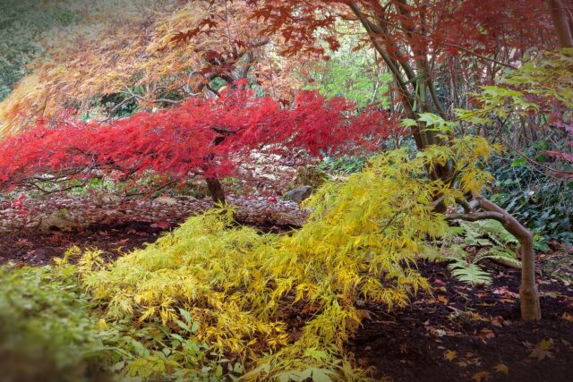 Germinate Japanese Maple Seeds: Go from Seeds to Trees Guaranteed